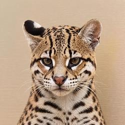 Ocelot