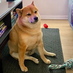 Chonk / SOL