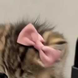 PINKBOW