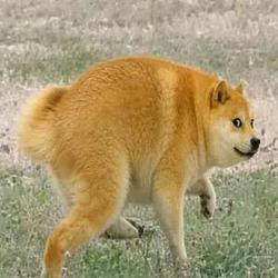 Dogethy / BNB