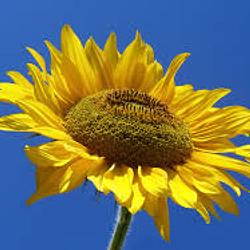 SUNFLOWERT / SOL