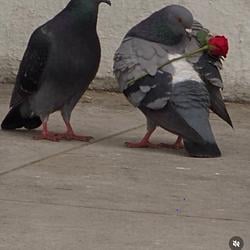 pigeonluv