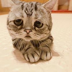 SADPOOKIE