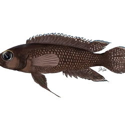 genus