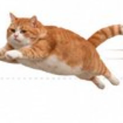 chonk
