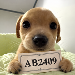 BILL