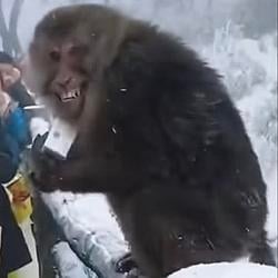 MONKEY