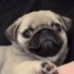 PUGGY