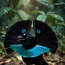 Chudbird