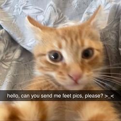 FOOTCAT / SOL