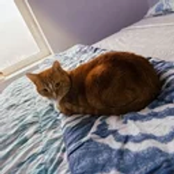 Hobbes