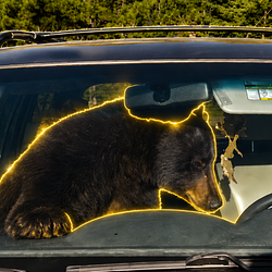 BEARTRAP / SOL