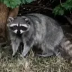 Jimberly / SOL