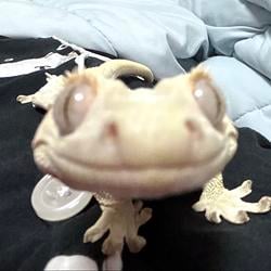 wlizzard / SOL