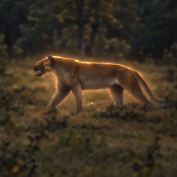 beardog