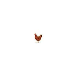 lil cock