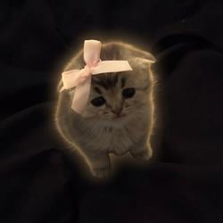 bowcat / SOL