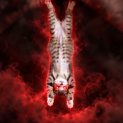 batcat / SOL