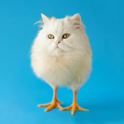 HI