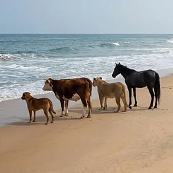 Animals