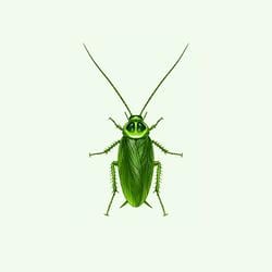Cockroach