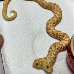SNAKE