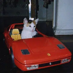 rari / SOL