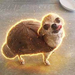 $SHELLDOG