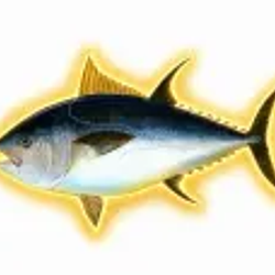 Tuna / SOL