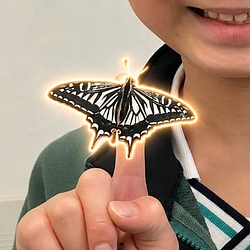 BUTTERFLY / SOL