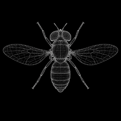 Hoverfly / WETH