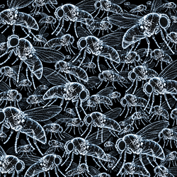 Onlyflys