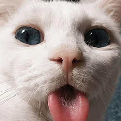 kittylick / SOL