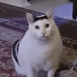 HUHCAT