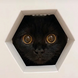 HEXACAT