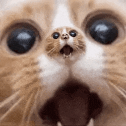 Catloop