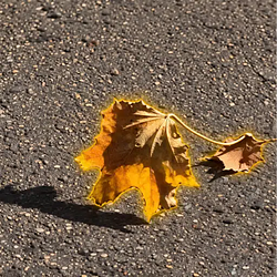 BELEAF