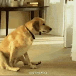 SCOOTDOG