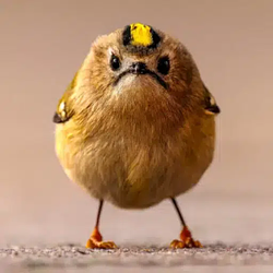 ANGRYBIRD