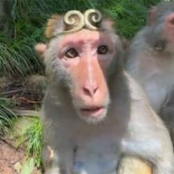 Monkey / SOL