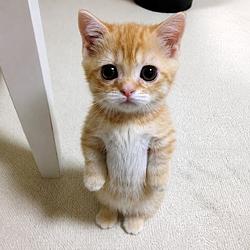 El Gato / SOL