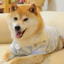 Kabo-chan / USDC