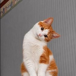 CASHCAT / WETH