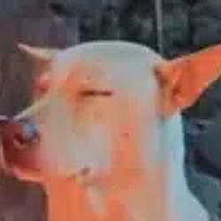 ignore