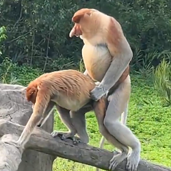 f+ckmonky