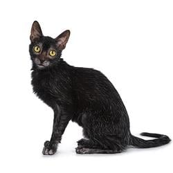 Lykoi / SOL