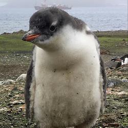KERG