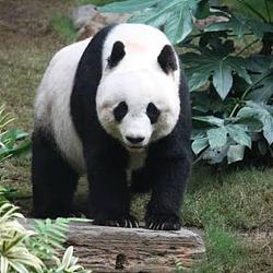 PAN