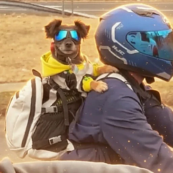 cool dog