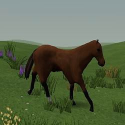 claude horse